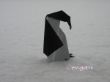 einsamer Pinguin.JPG