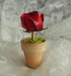 rosentöpfchen1-3.jpg